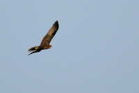 20541 Circus aeruginosus (Falco di palude)
